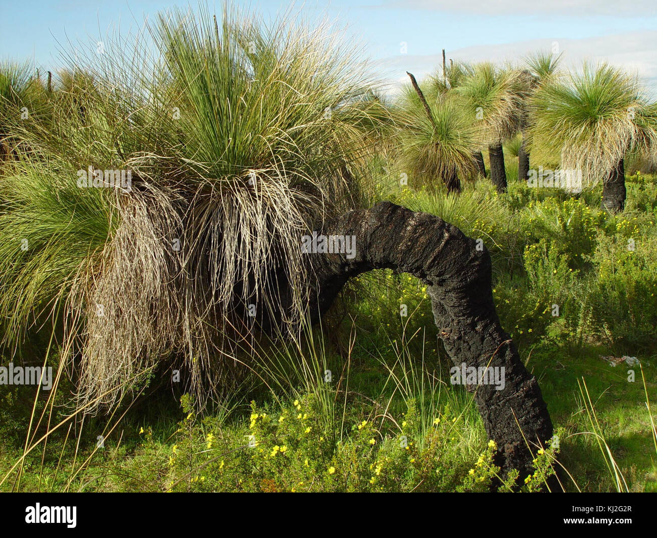 Black boy tree xanthorrhoea australis Stock Photo Alamy