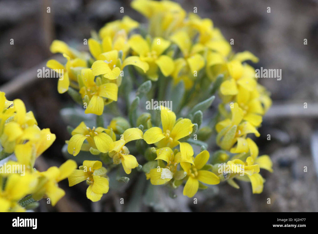 Physaria congesta flowers flowering Stock Photo