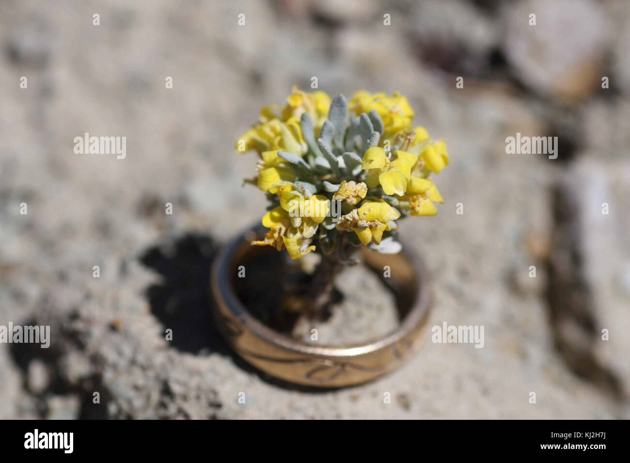Physaria congesta plant in ring dudley bluffs bladderpod Stock Photo