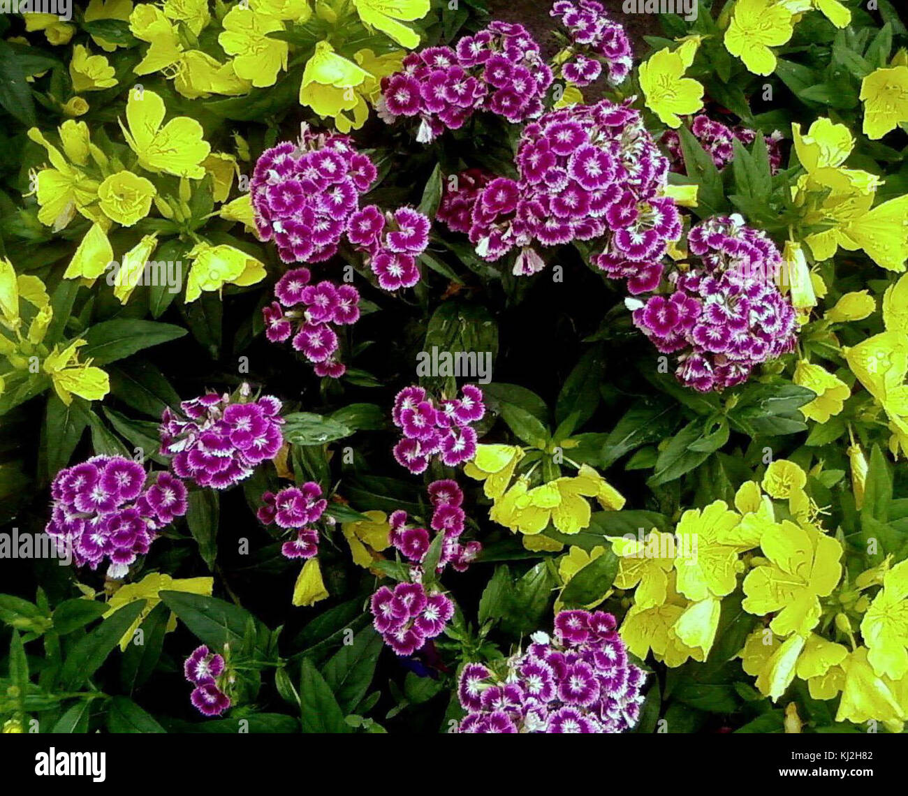 Multicolor flowers turkish carnation flower Stock Photo - Alamy