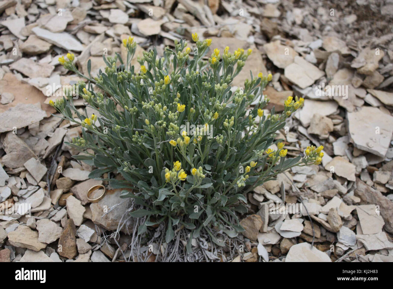 Physaria obcordata flora twinpod plant flower Stock Photo
