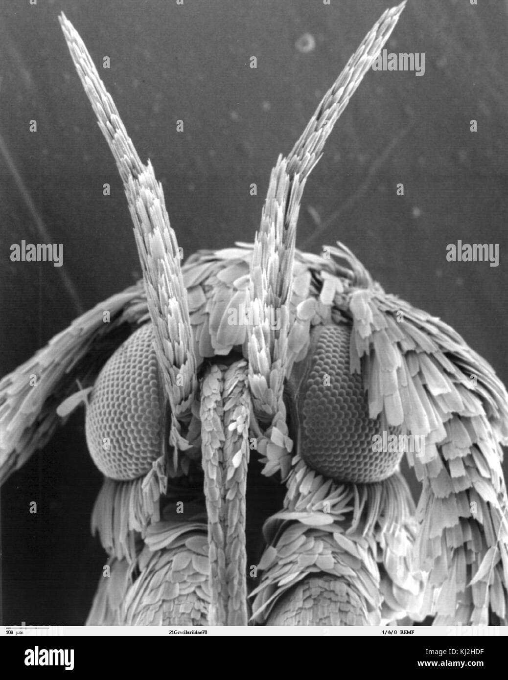 Insect SEM gracilariidae Stock Photo