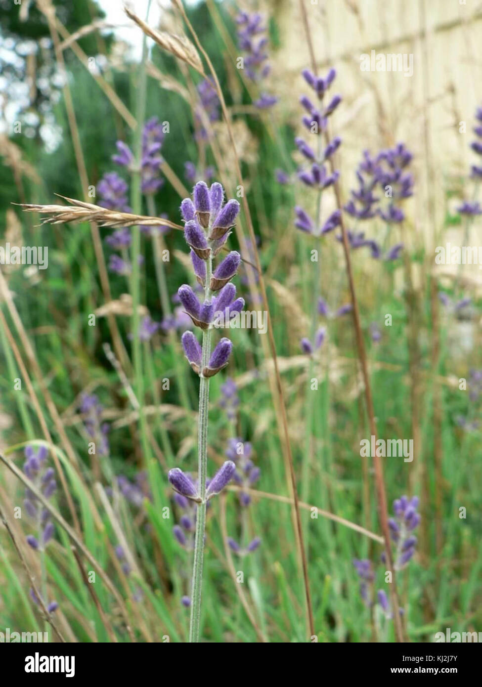 Lavendel illustration hires stock photography and images Alamy