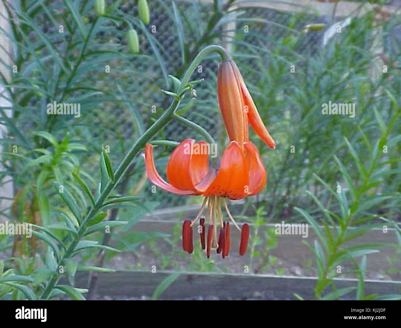 Lilium davidii red form Stock Photo