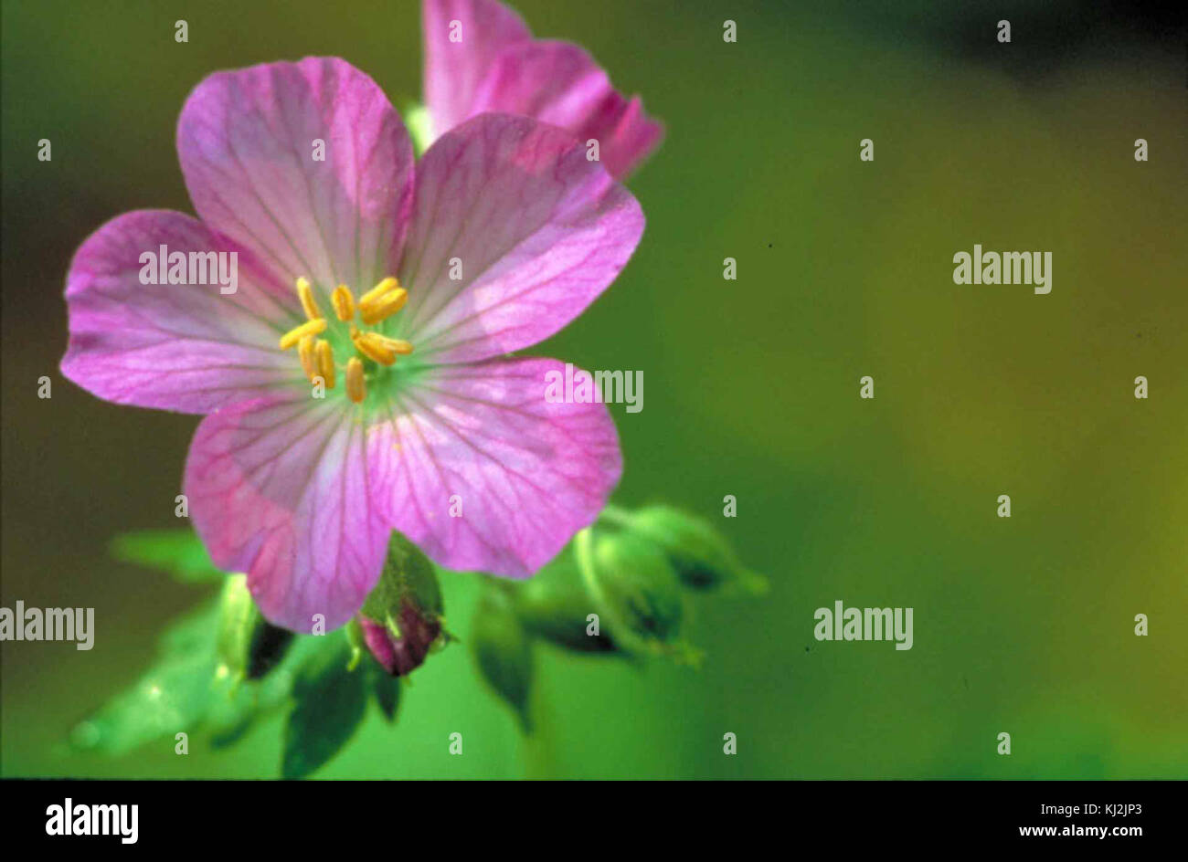 The wild geranium, or Geranium maculatum, is a native North American ...