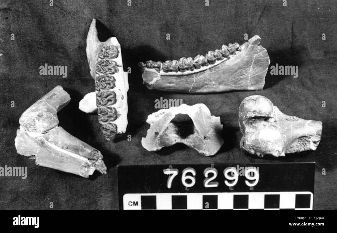 Miohippus fossils Stock Photo
