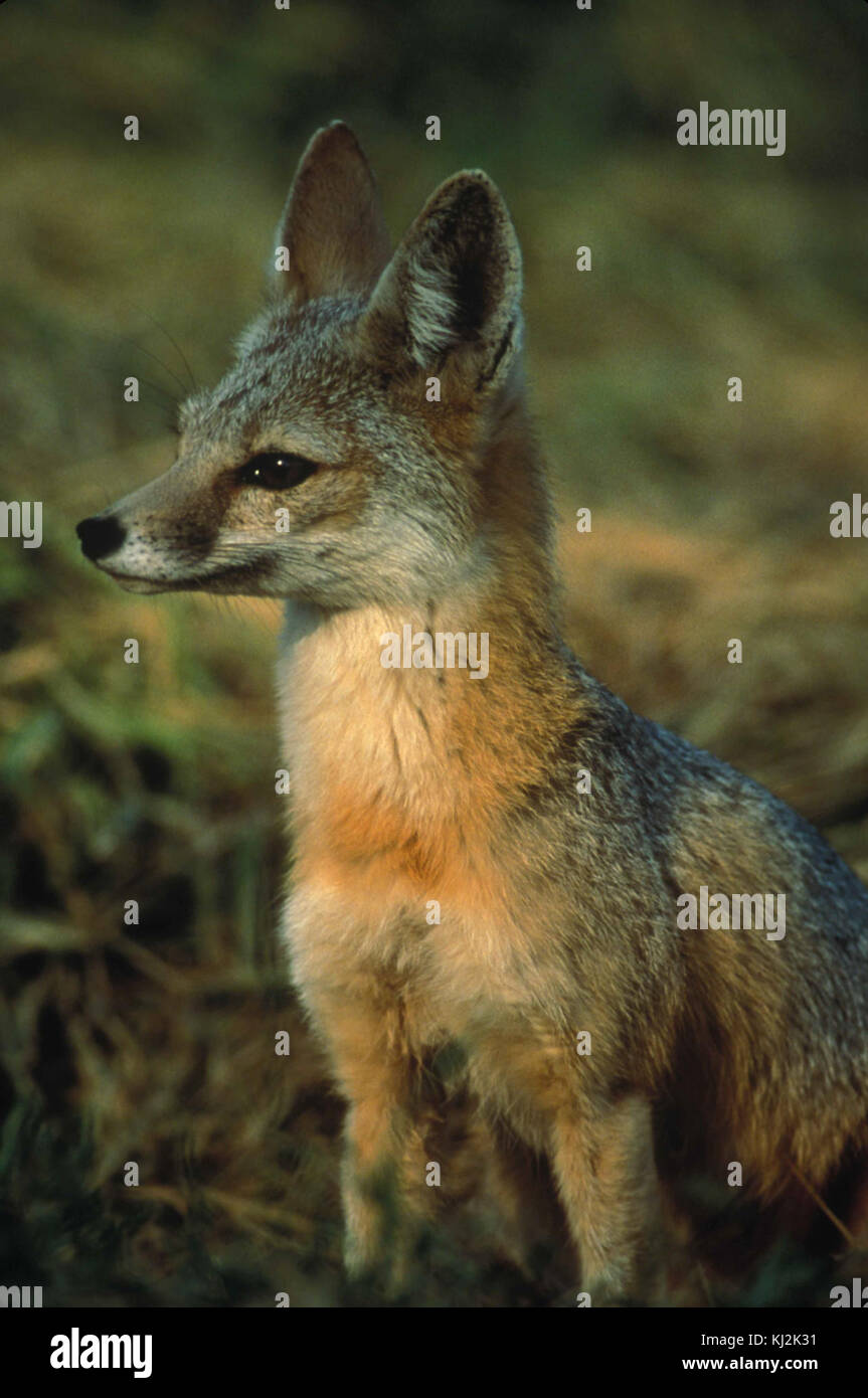 Profile shot of San Joaquin kit fox vulpes macrotis mutica Stock Photo