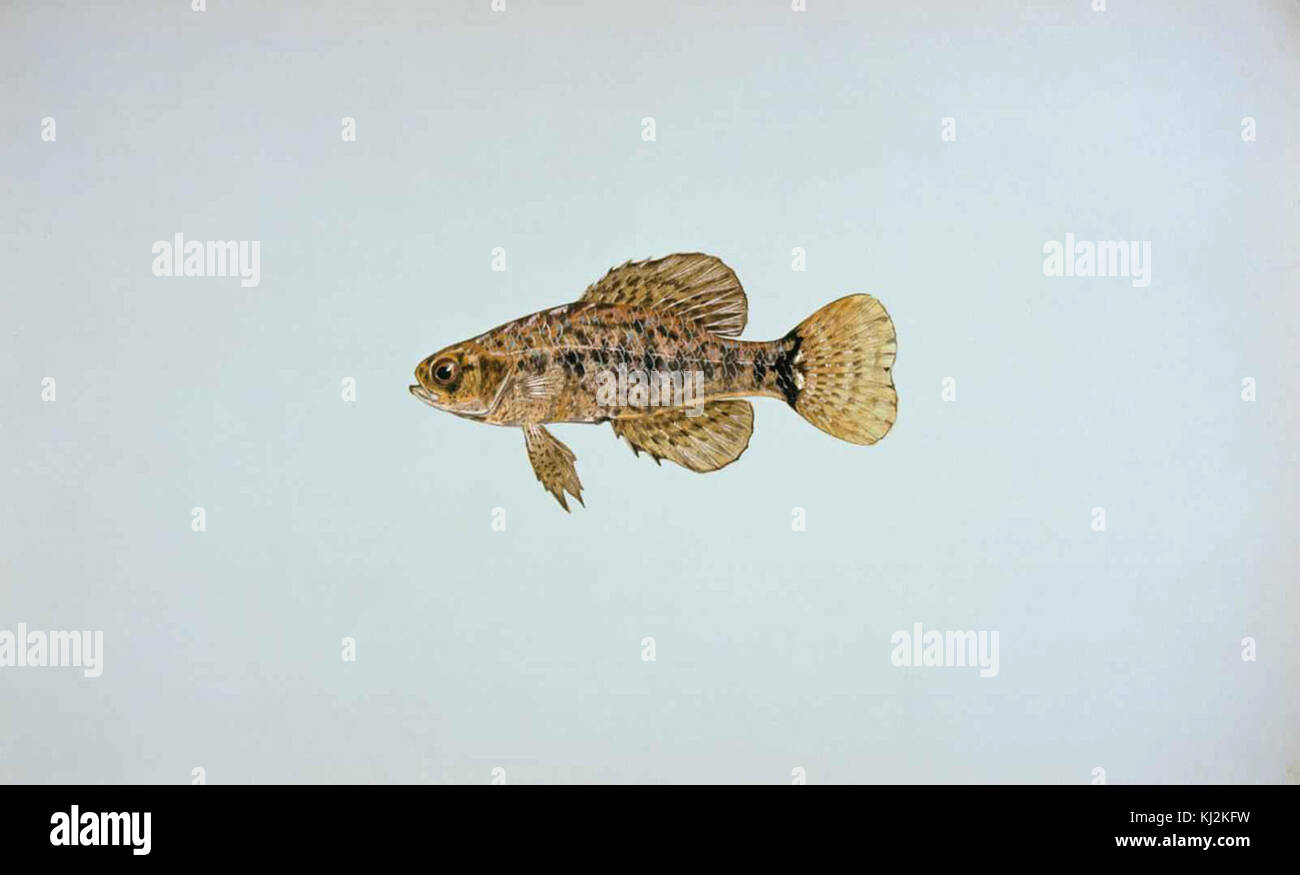 Pygmy sunfish elassoma sp Stock Photo