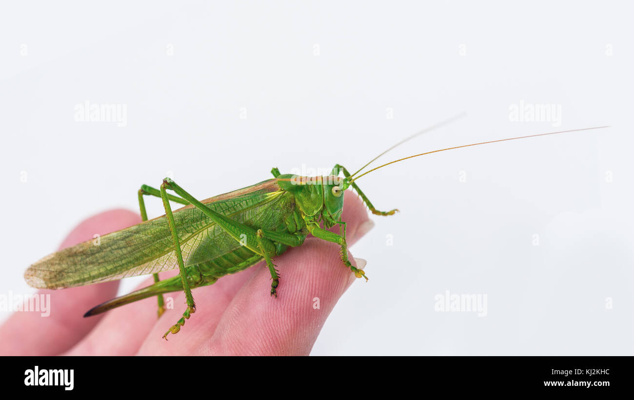 Beautiful green female Tettigonia viridissima. Big insect
