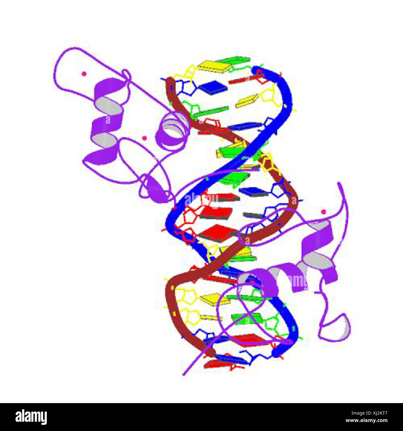 Alpha wiki. Клетка ДНК спираль. 800-01 ДНК-карта. Biological Assembly. RXRA.