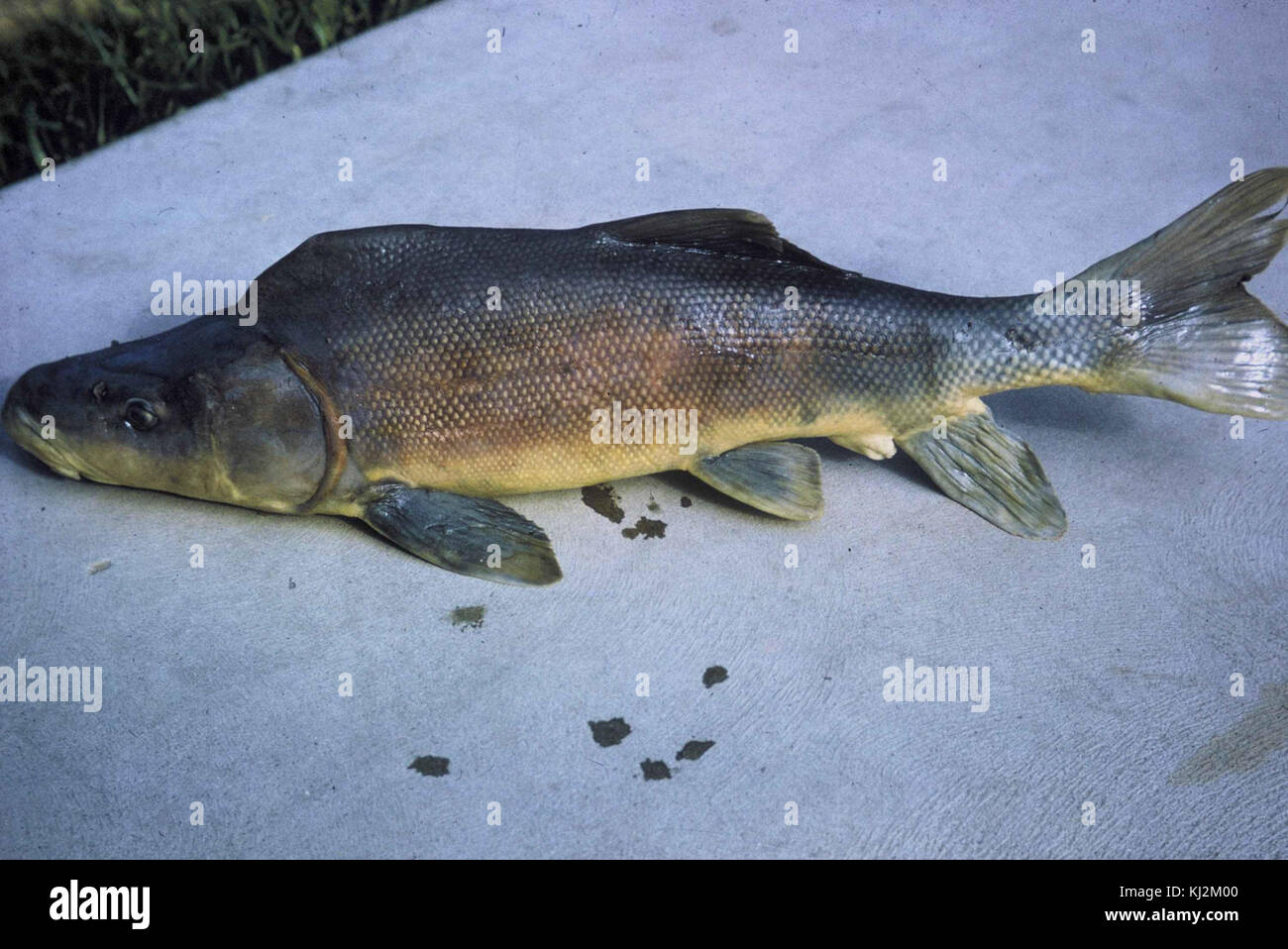 Razorback sucker fish Stock Photo - Alamy