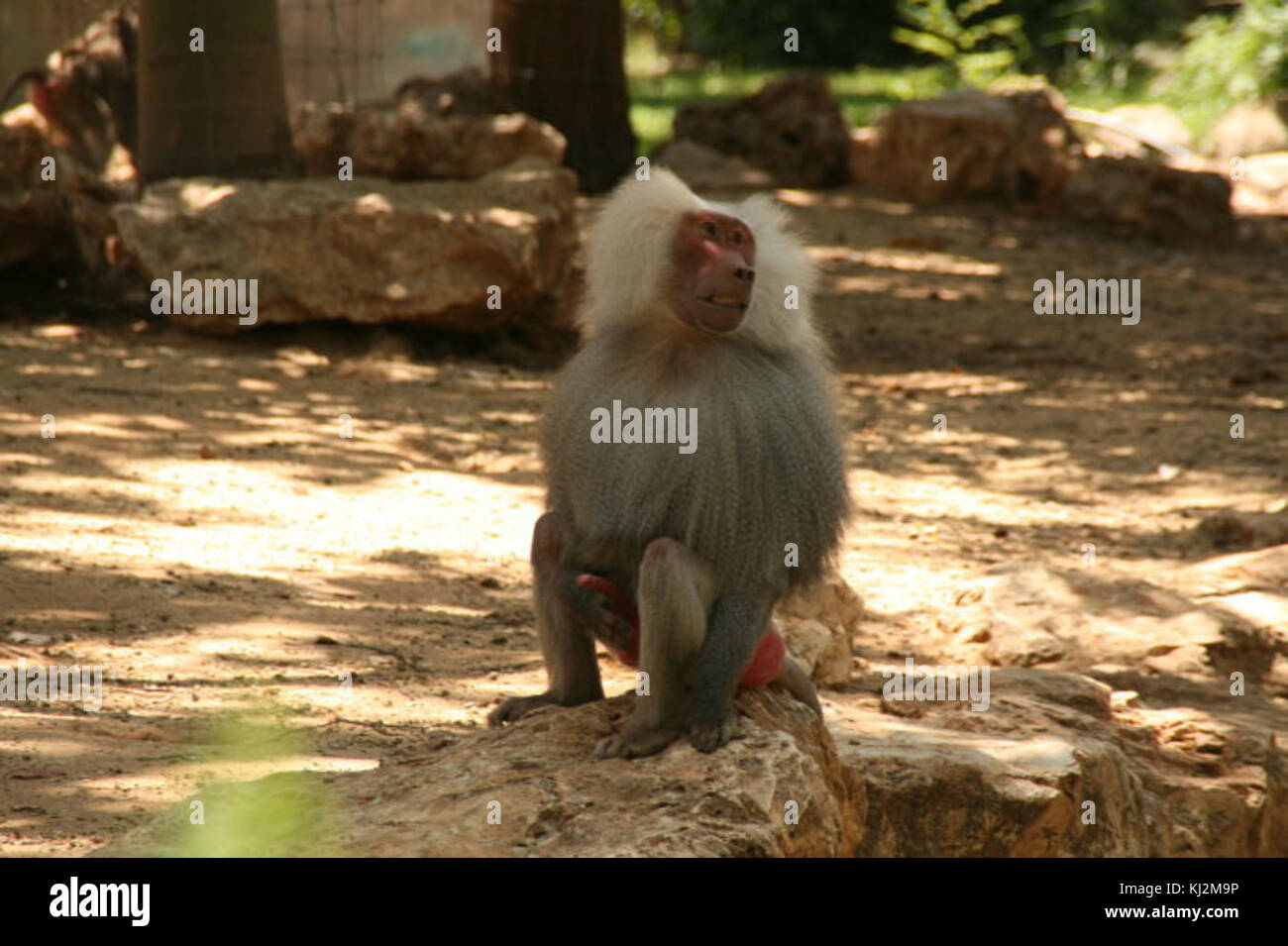 Israel 18004 Monkey Stock Photo Alamy