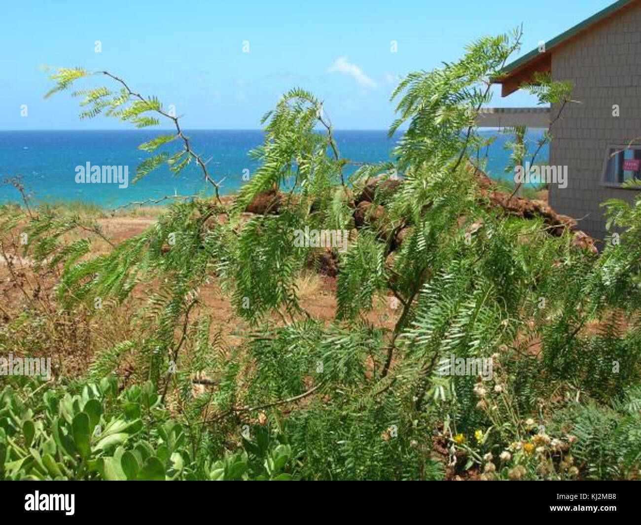 Prosopis juliflora hires stock photography and images Alamy