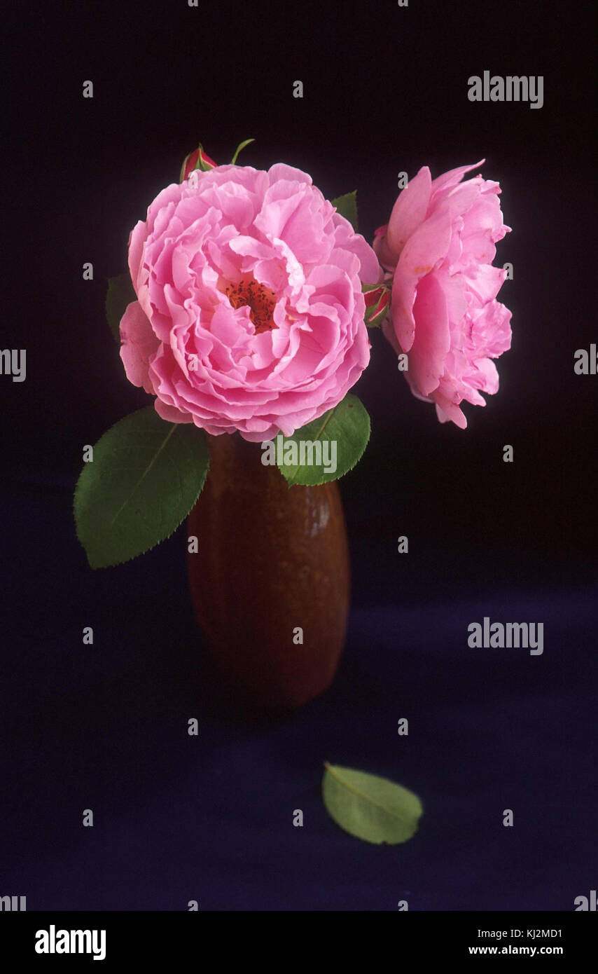 Pink roses in vase Stock Photo Alamy