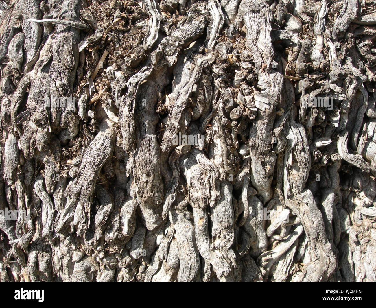 Old grey palm tree roots Stock Photo - Alamy