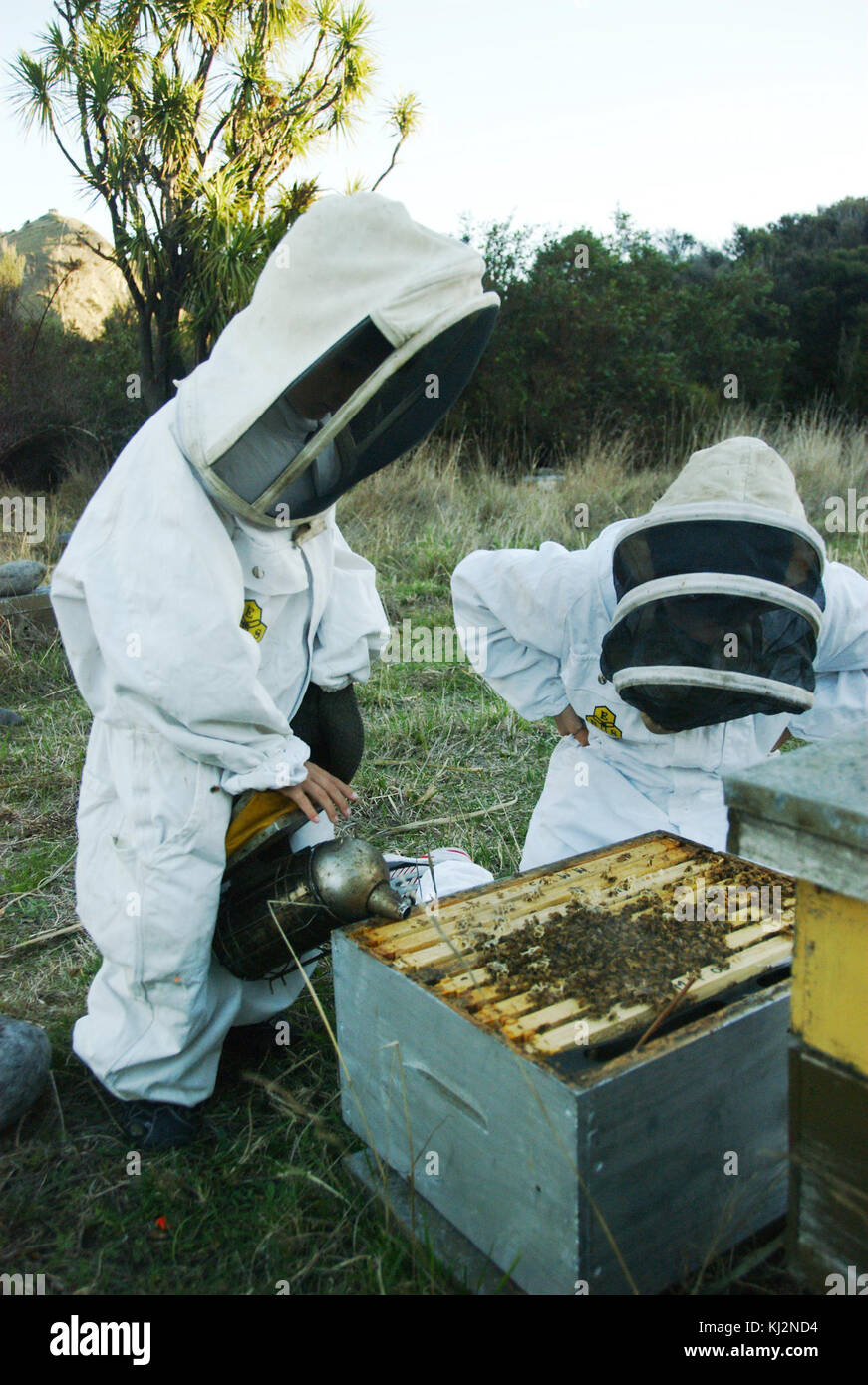 Smoking the bees Stock Photo Alamy