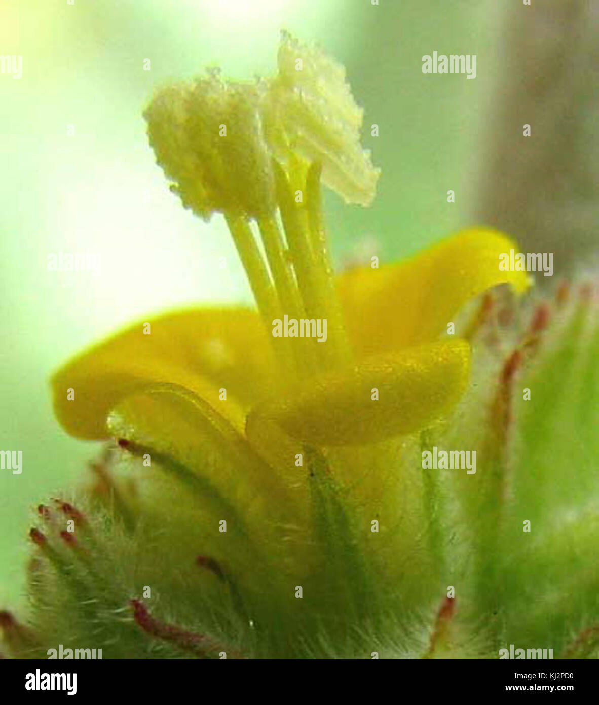 Waltheria indica-stamens Stock Photo