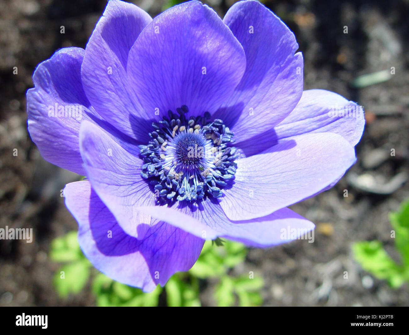 Little blue floral explosion Stock Photo - Alamy