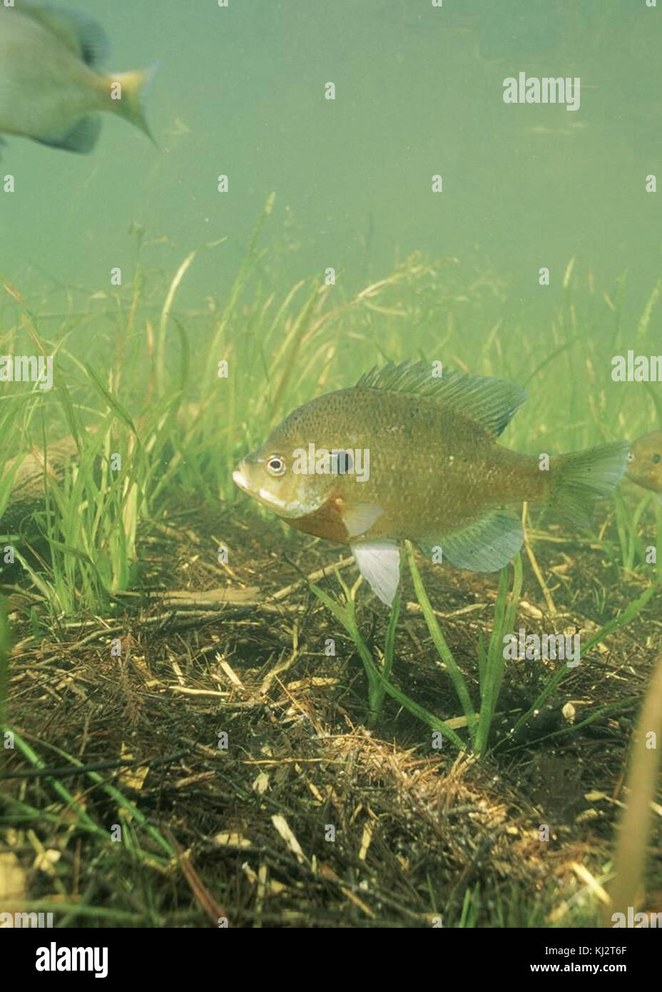 Bluegill fish underwater Stock Photo - Alamy