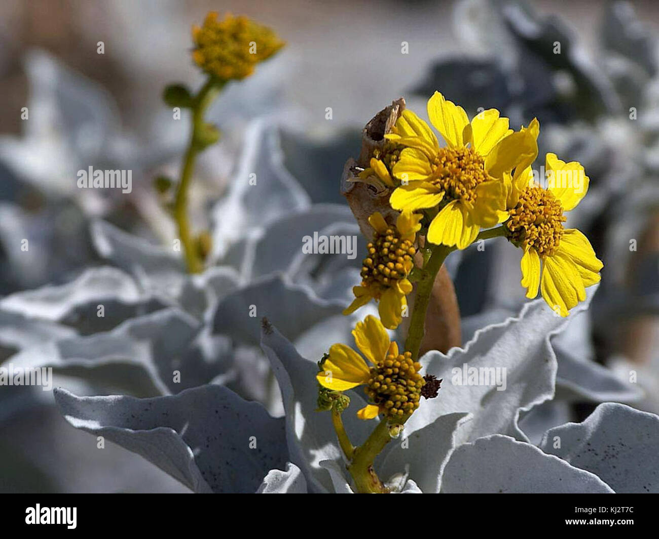 Brittlebush encelia farinosa Stock Photo Alamy