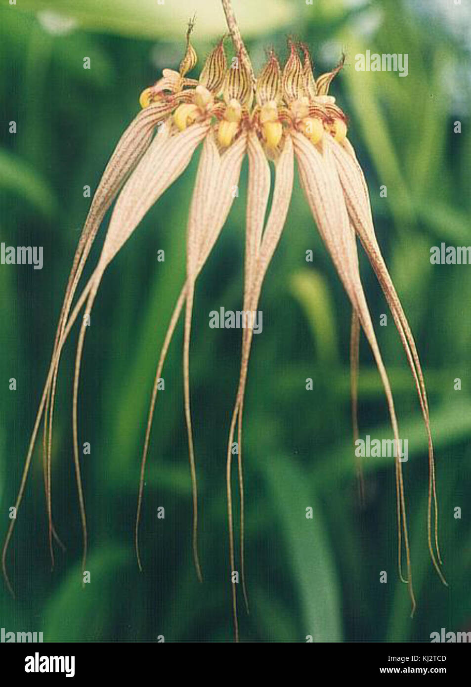 Bulbophyllum Louis Sander Stock Photo