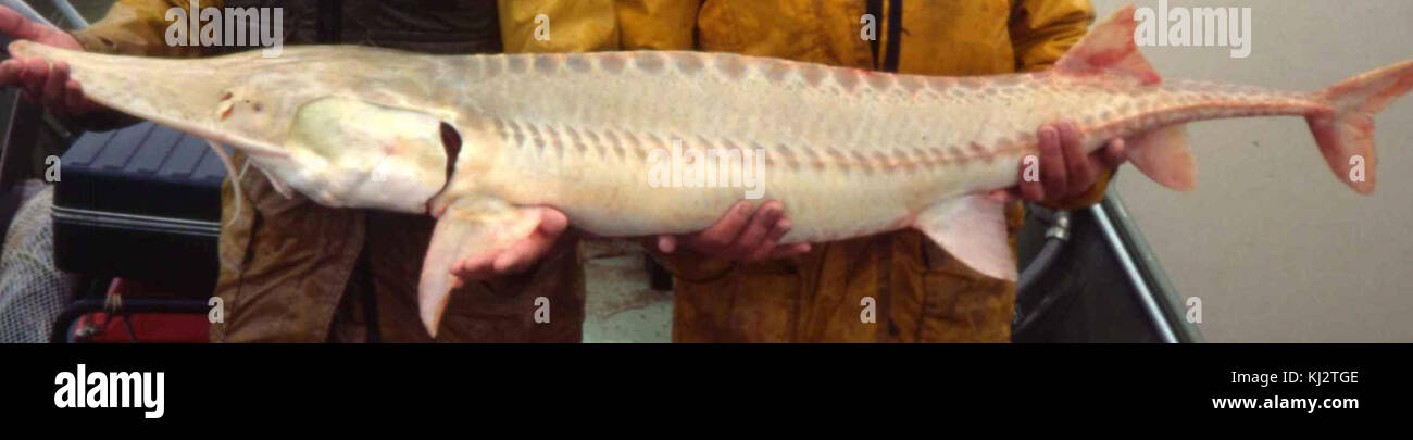 Scaphirhynchus albus (cropped Stock Photo Alamy