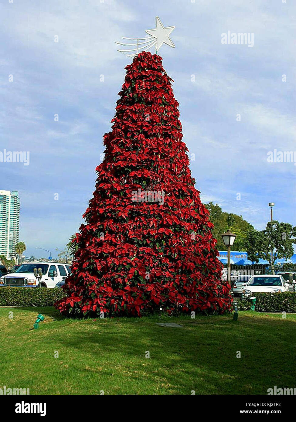 Christmas poinsettia tree in san diego Stock Photo Alamy