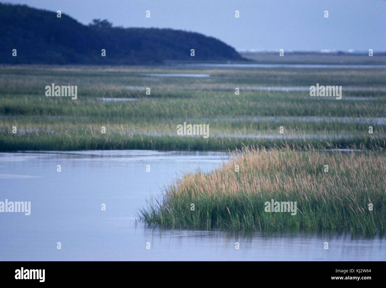 Scenic view of salt marsh wetlands and spartina grass in savanna Stock Photo