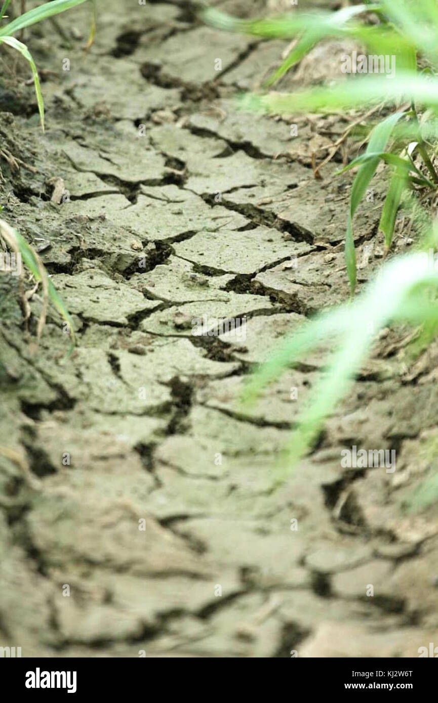 Cracket earth in summer Stock Photo