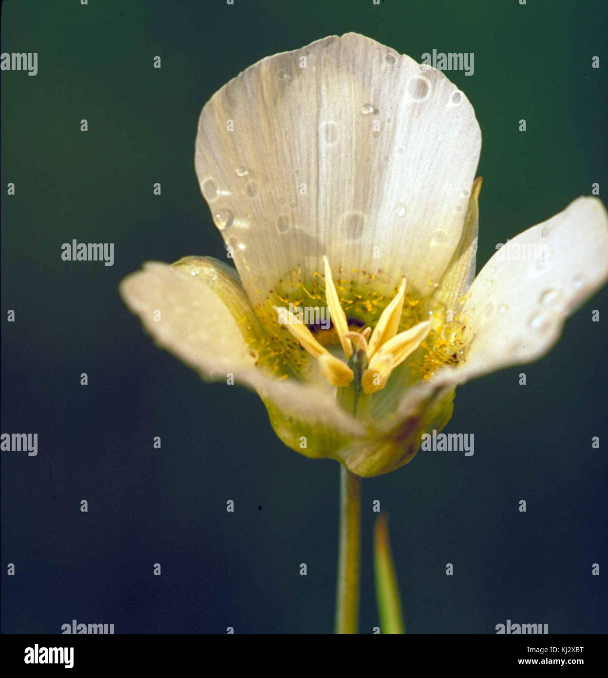 Sego lily flower hires stock photography and images Alamy