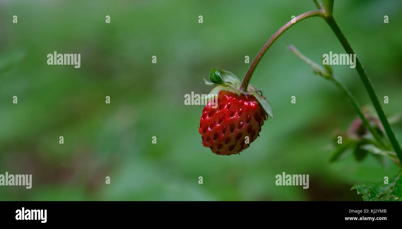 Red ripe fruit wild strawberry (Fragaria vesca) with green blurred ...