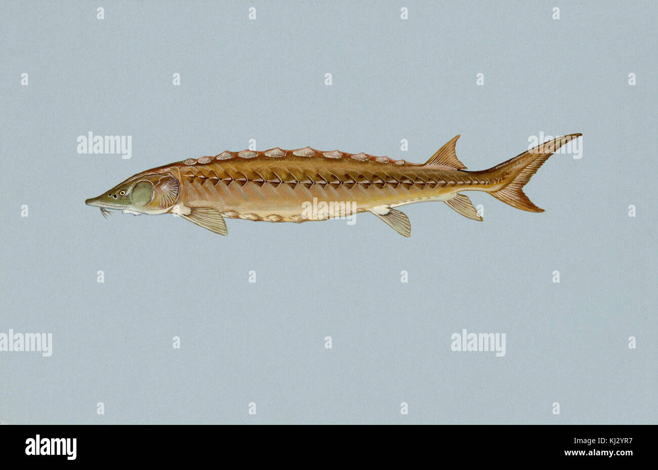 Shortnosed sturgeon fish acipenser brevirostrum Stock Photo