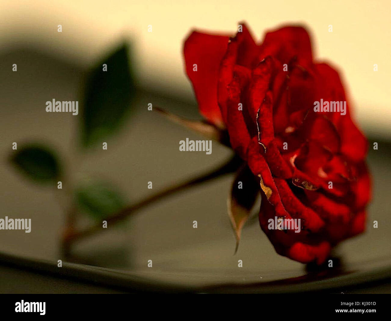 A bouquet of red roses, symbolizing love, passion, and romance. These ...
