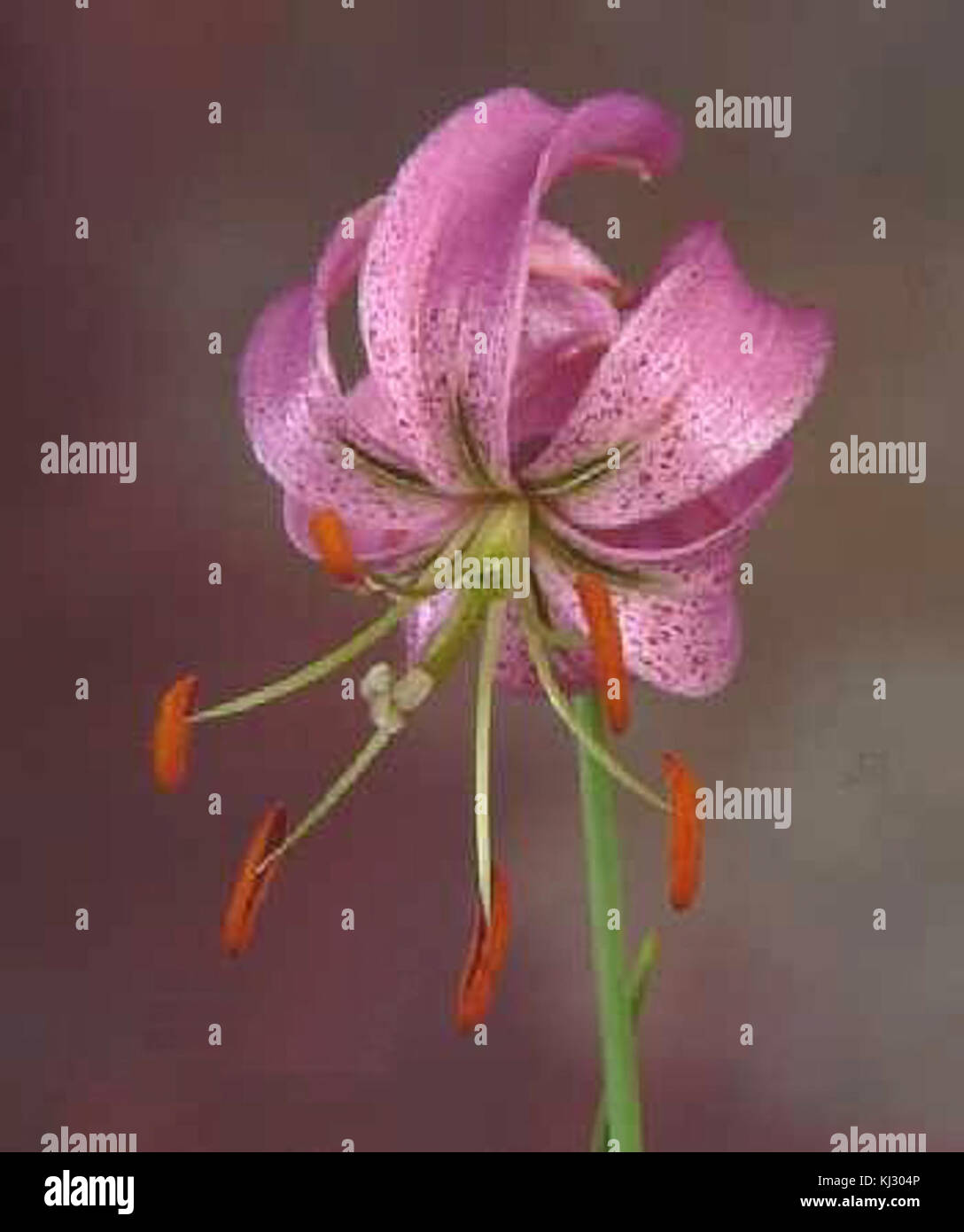 Lilium cernuum Stock Photo