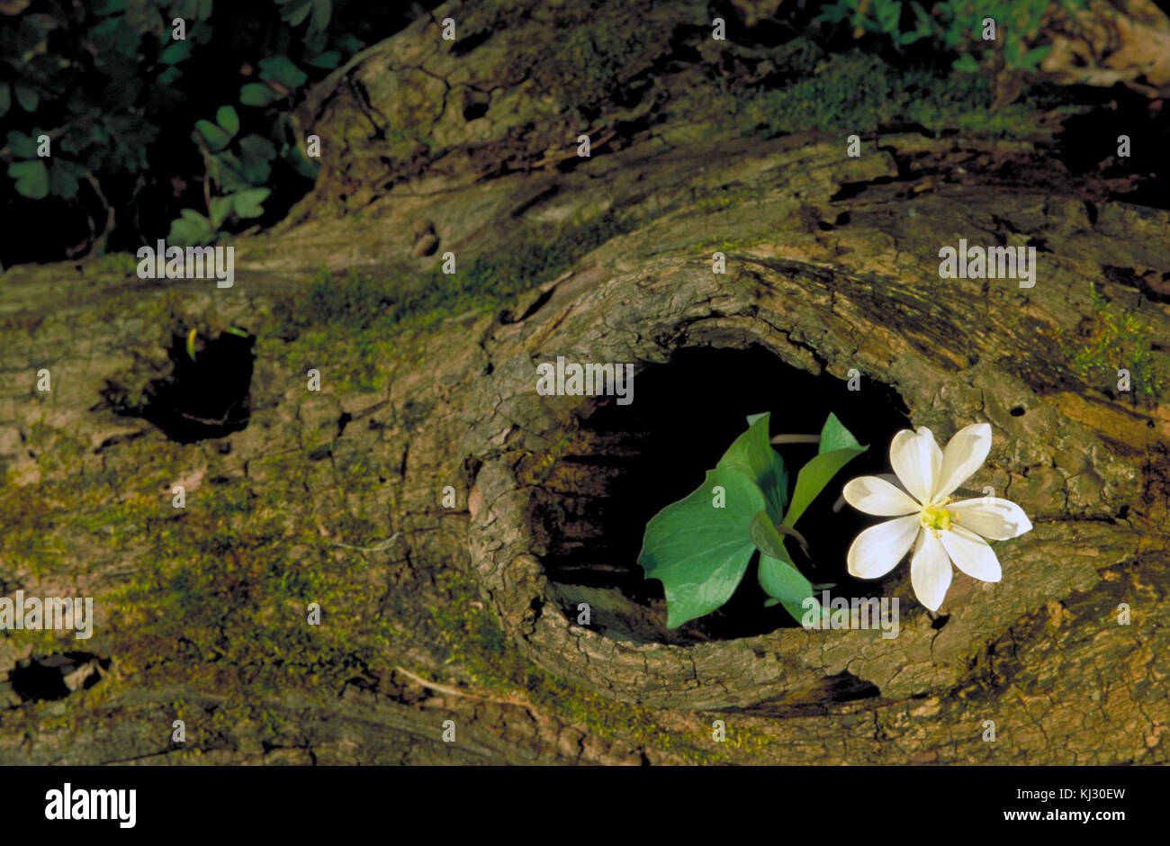 Single blossom and leaves growing out of knot hole in old log Stock Photo