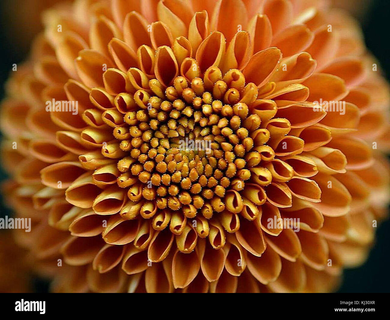 Mums flower big yellow Stock Photo - Alamy