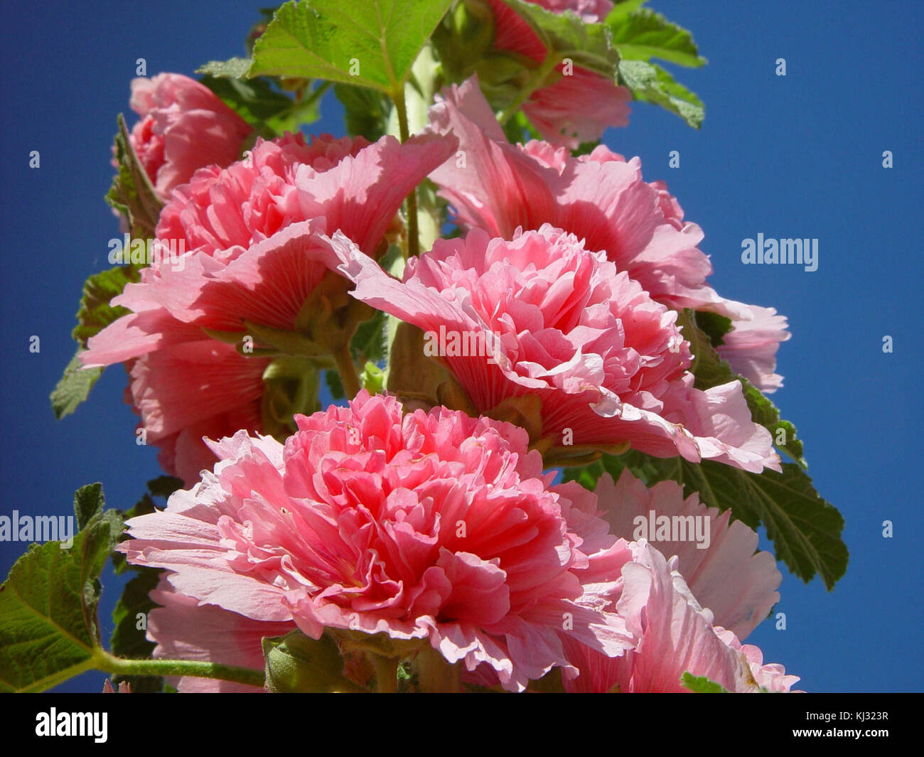 Hollyhocks Roses Sky main image 1