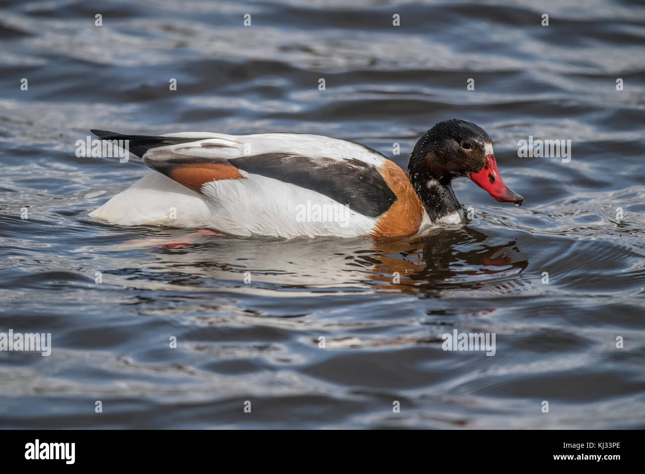 Shelduck swimming on a loch in Scotland in the springtime Stock Photo ...
