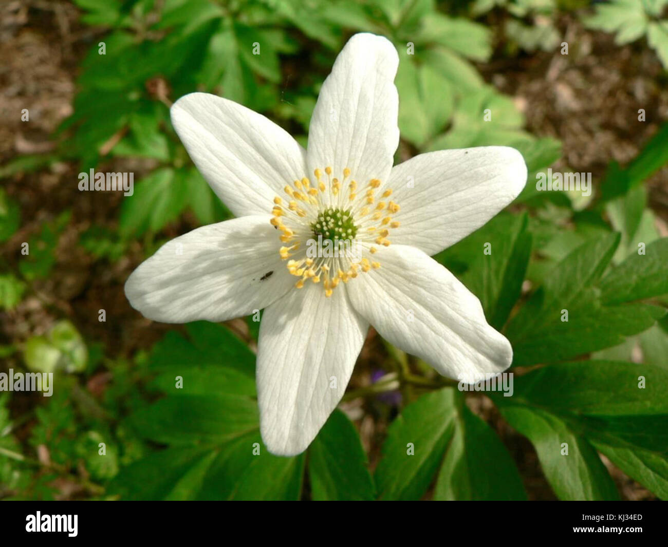 Wood anemone flowering Stock Photo Alamy
