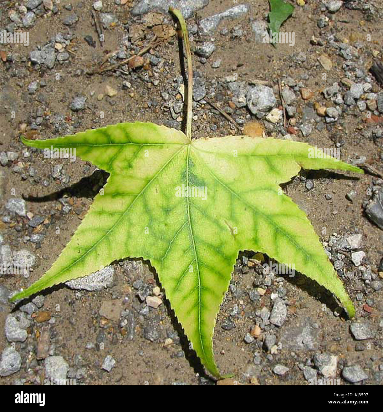 Interveinal chlorosis hi-res stock photography and images - Alamy