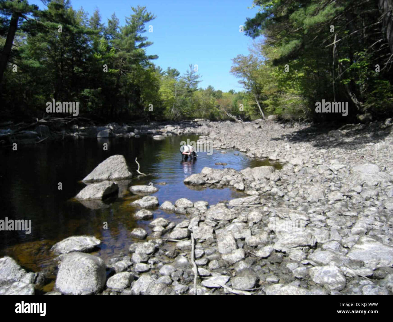 Surveying for mussels in drained river Stock Photo Alamy