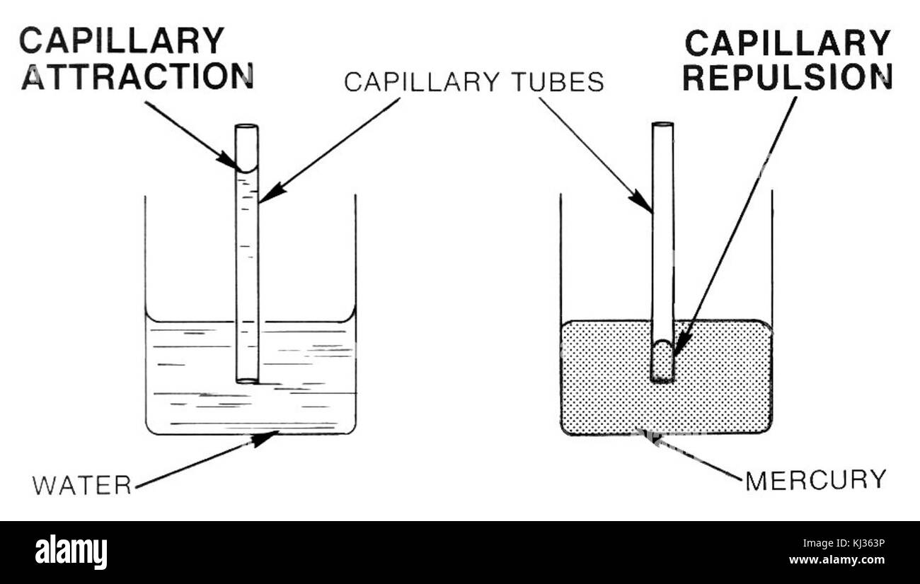 Capillary Attraction Repulsion (PSF Stock Photo Alamy