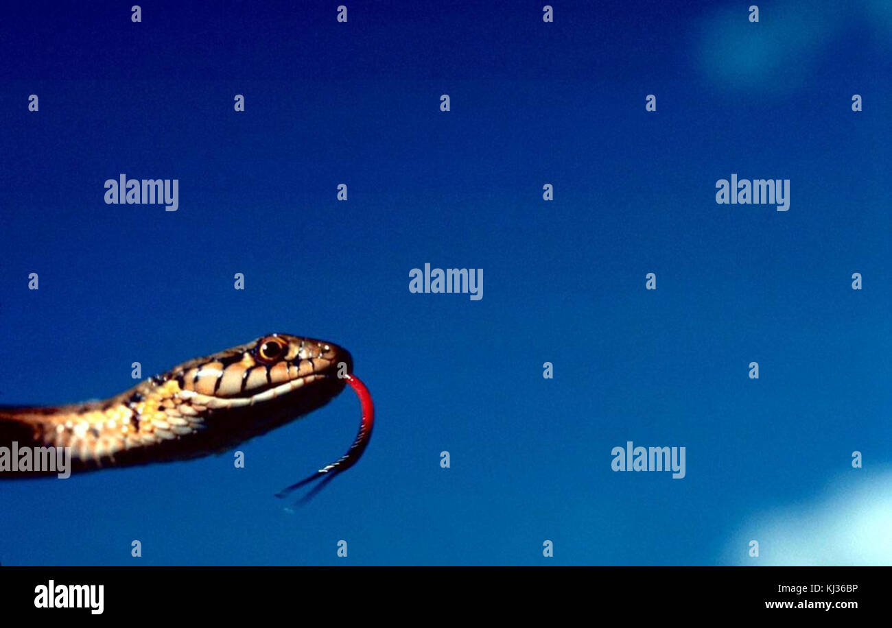 Wandering garter snake Stock Photo Alamy