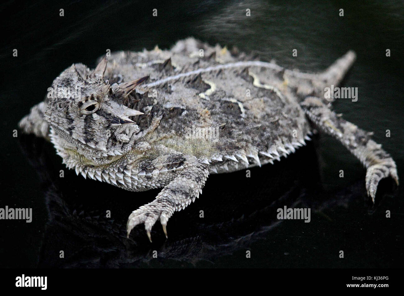 Texas horned lizard phrynosoma cornutum close up high definition lizard photography Stock Photo