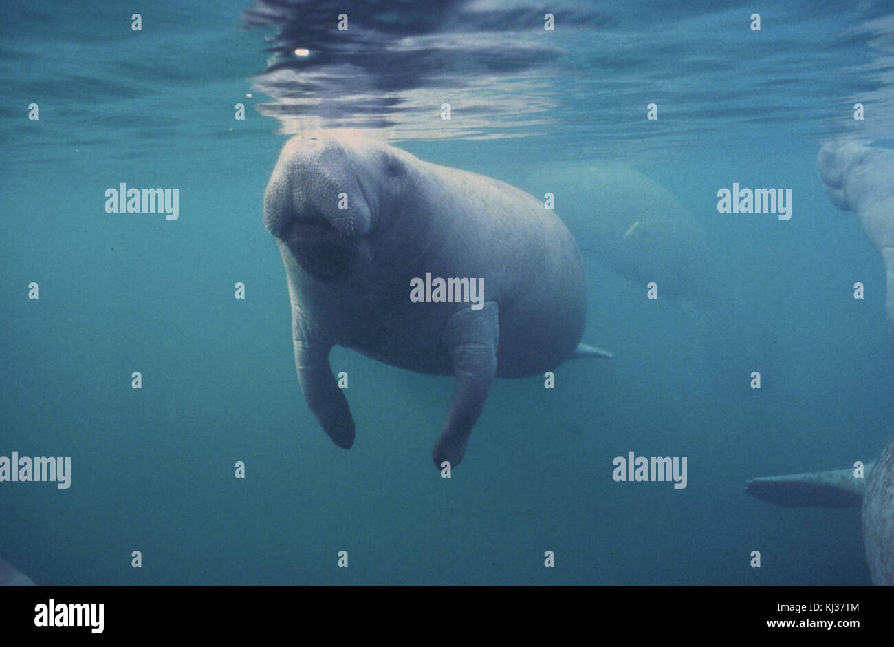 Robust underwater habitat hi-res stock photography and images - Alamy