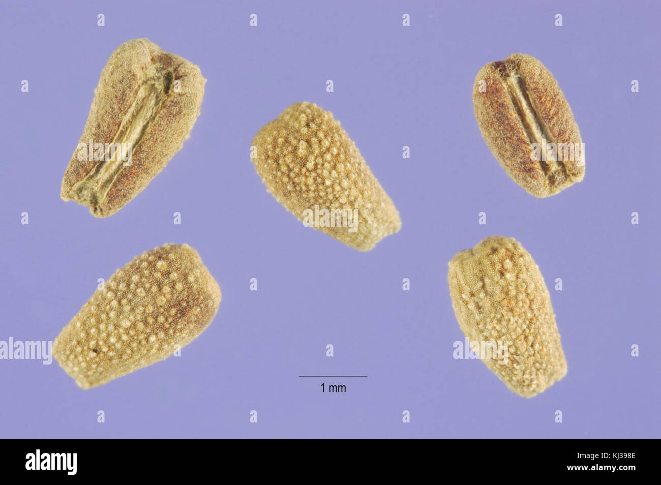 Richardia scabra hi-res stock photography and images - Alamy