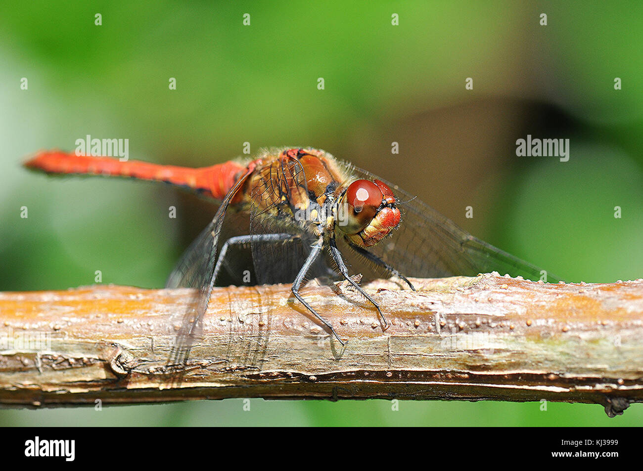 Insect in marsh habitat hi-res stock photography and images - Alamy