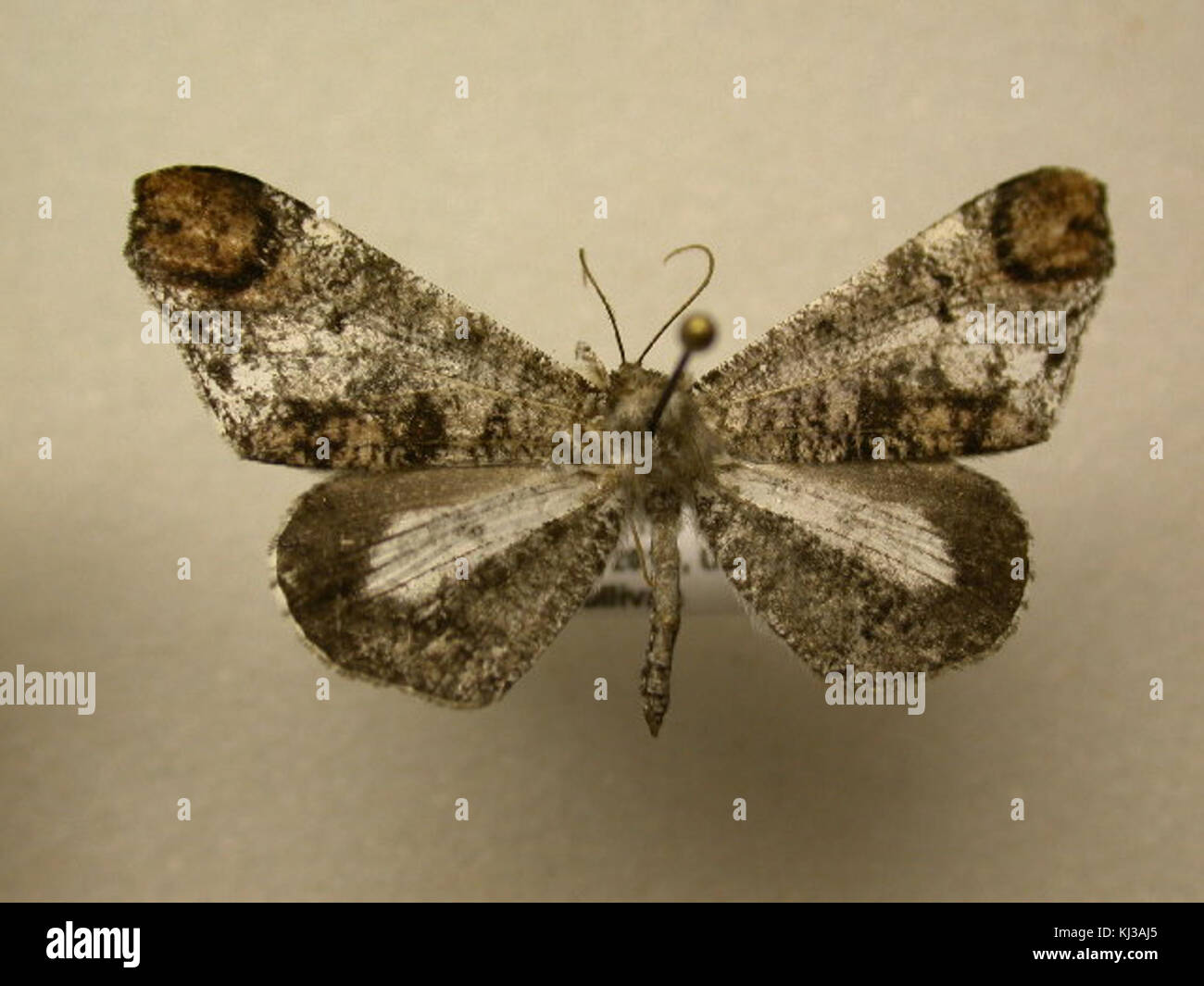 Macrosoma Insect Macrosoma hi-res stock photography and images - Alamy