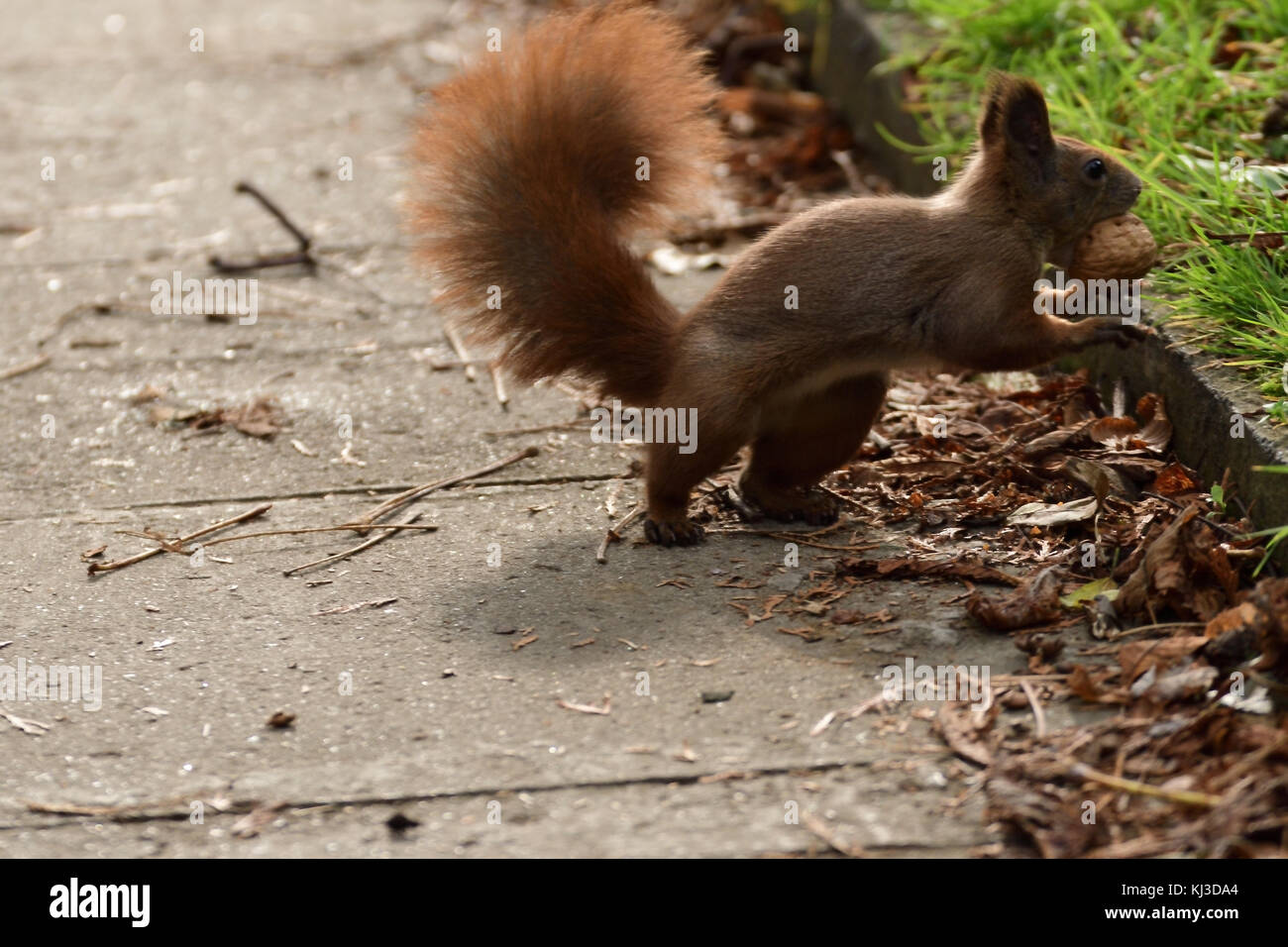 the squirrel hides the walnuts in the ground for the winter	 the squirrel hides the walnuts in the ground for the winter Stock Photo