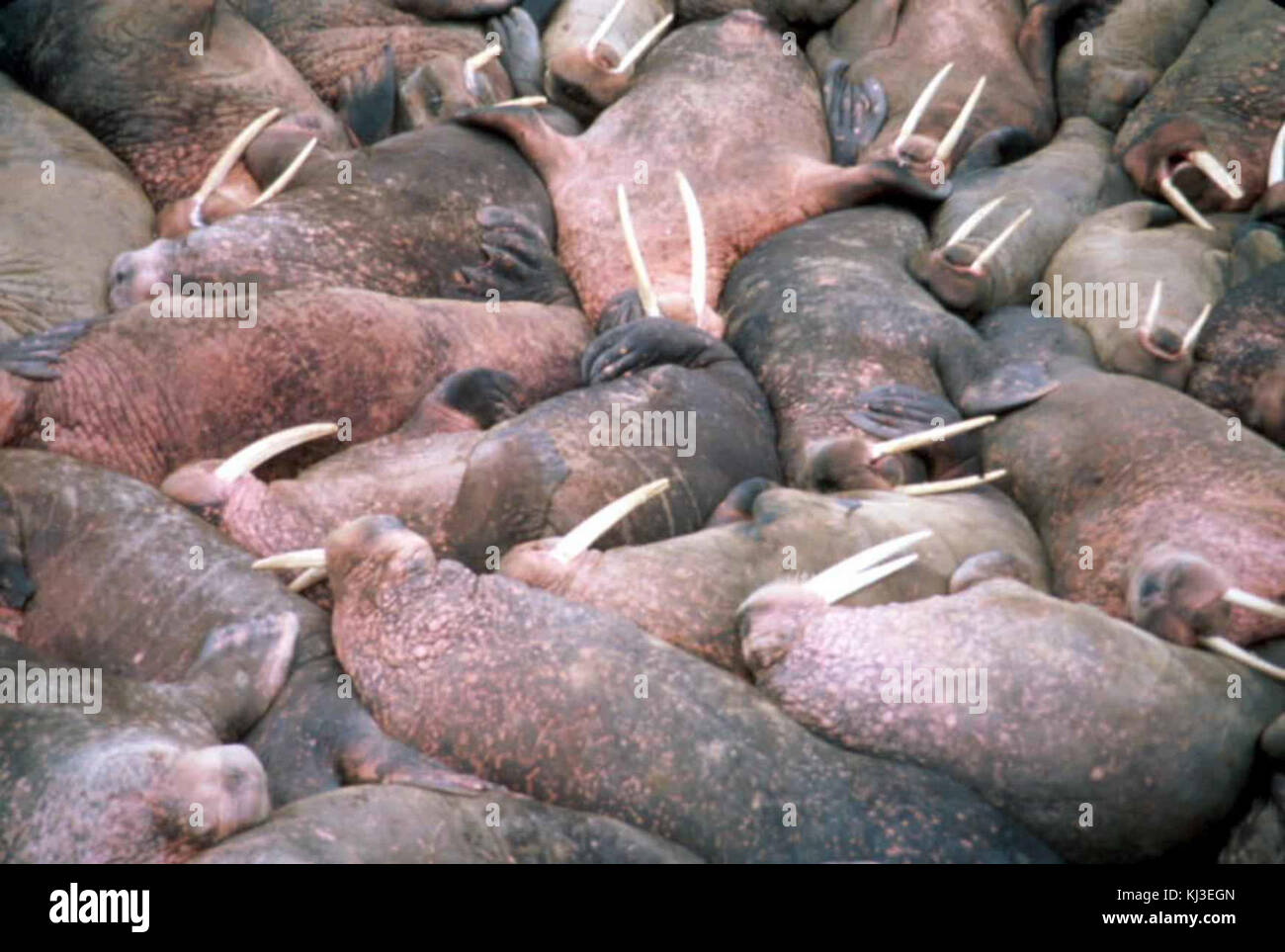Walrus marine mammals crammed side by side Stock Photo - Alamy